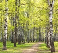 Evening sunny spring birch park with first greens Royalty Free Stock Photo