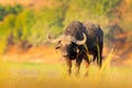 Evening sunset in Africa. African Buffalo, Cyncerus cafer, standing on the river bank, Chobe, Botswana Royalty Free Stock Photo