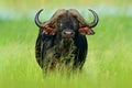 Evening sunset in Africa. African Buffalo, Cyncerus cafer, standing on the river bank, Chobe, Botswana. Royalty Free Stock Photo