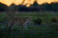 Evening sunset with leopard, nature habitat in Okavango delta, Botswana in Africa. Night in nature, big cat walk in grass, orange