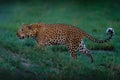 Evening sunset with leopard, nature habitat in Okavango delta, Botswana in Africa. Night in nature, big cat walk in grass, orange