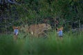 Evening sunset with leopard, nature habitat in Okavango delta, Botswana in Africa. Night in nature, big cat walk in grass, orange