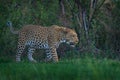 Evening sunset with leopard, nature habitat in Okavango delta, Botswana in Africa. Night in nature, big cat walk in grass, orange