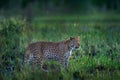 Evening sunset with leopard, nature habitat in Okavango delta, Botswana in Africa. Night in nature, big cat walk in grass, orange