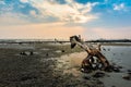 Evening sunset, mangrove trunks at the beach during low tide, pantai kelanang