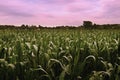 Evening sunset photo with cornfield near the villages Hostenice and Kliment in Ceske stredohori region in bohemian landscape