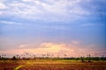 Evening sunset rice fields trees Royalty Free Stock Photo