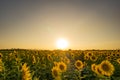 Evening sunset In the sunflower garden