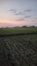 evening sunshine with green rice fields Royalty Free Stock Photo