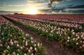 Evening sunshine over pink tulip field Royalty Free Stock Photo