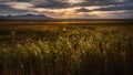 Evening sunshine sprays on grassland Royalty Free Stock Photo