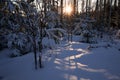 Evening sunshine in winter snow forest Royalty Free Stock Photo