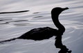 An Evening Swim: Silhouette of Cormorant