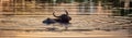 Silhouette of water buffalo in a pond with a reflection of a sunlight on water .