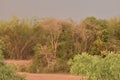 Evening time time color tree in india