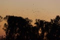 In evening time closeup silhouette tree Royalty Free Stock Photo