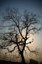 Evening tree Royalty Free Stock Photo