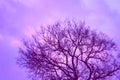 Evening tree in the country Royalty Free Stock Photo