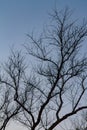 Evening with Tree without Leaves Royalty Free Stock Photo