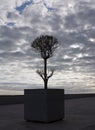 Evening tree silhouette with clouds