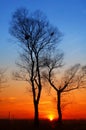 In the evening, the tree silhouette, Royalty Free Stock Photo