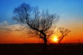 In the evening, the tree silhouette Royalty Free Stock Photo