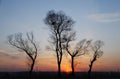 In the evening, the tree silhouette Royalty Free Stock Photo