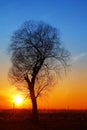 In the evening, the tree silhouette, Royalty Free Stock Photo