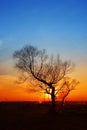 In the evening, the tree silhouette, Royalty Free Stock Photo