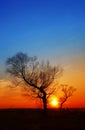 In the evening, the tree silhouette,