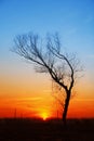 In the evening, the tree silhouette, Royalty Free Stock Photo