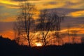 Evening, the tree silhouette, very beautiful