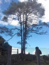 evening Tree and sky