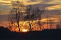 The In the evening, the trees silhouette, very beautiful