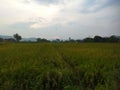 Dusk in the evening, the background of the golden yellow rice field bunds