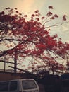 Evening under Gulmohar Tree Royalty Free Stock Photo
