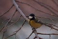 Evening view of a Great Tit resting on a tree branch Royalty Free Stock Photo