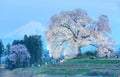 Evening view of illuminated Wanitsuka Sakura (a 300 year old giant cherry tree) on a hill with snow-capped Mount Fuji