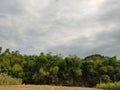 evening view of newly harvested rice fields. rice fields surrounded by trees ranging from bamboo and sugar cane Royalty Free Stock Photo