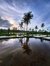 Evening view in the rice fields in Bali Royalty Free Stock Photo