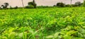 Evening view of soyabean crops field, beautiful picture collection of agriculture field