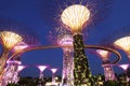 Evening View of the Supertree Grove