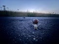 An evening walk of a snail family. Front view. Royalty Free Stock Photo