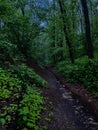 Evening Walk in the Whispering Woods