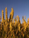 Evening wheat field Royalty Free Stock Photo