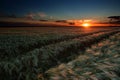 Evening wheat field. summer landscape Royalty Free Stock Photo