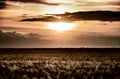 Evening wheat field. summer landscape Royalty Free Stock Photo