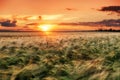 Evening wheat field. summer landscape Royalty Free Stock Photo