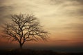 Evening whispers, bare tree silhouette paints a serene nature canvas