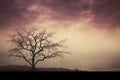 Evening whispers, bare tree silhouette paints a serene nature canvas